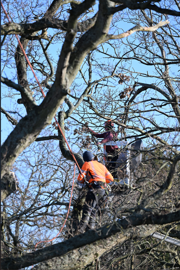 Conseil d'un paysagiste professionnel au Havre pour élager un arbre