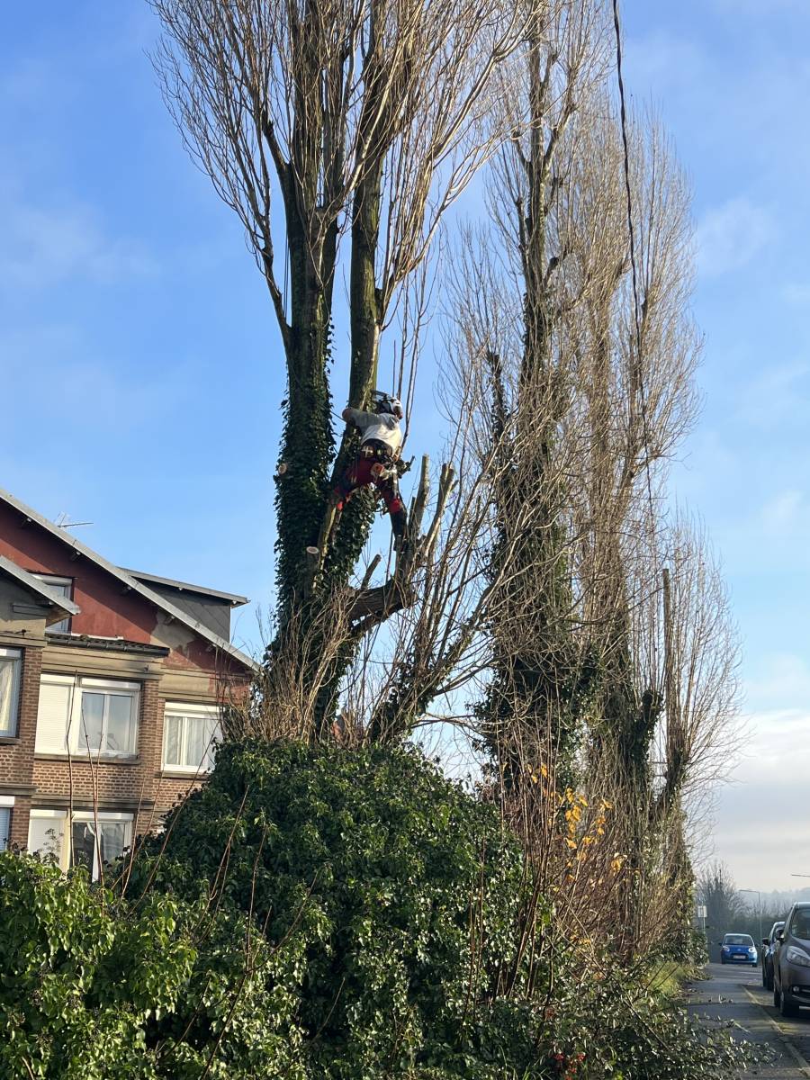 Elagage d'arbres pour securiser un exterieur au Havre