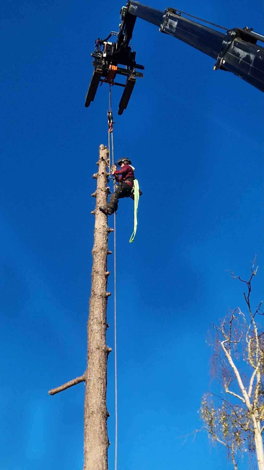 Abattage avec chariot télescopique sur le Havre