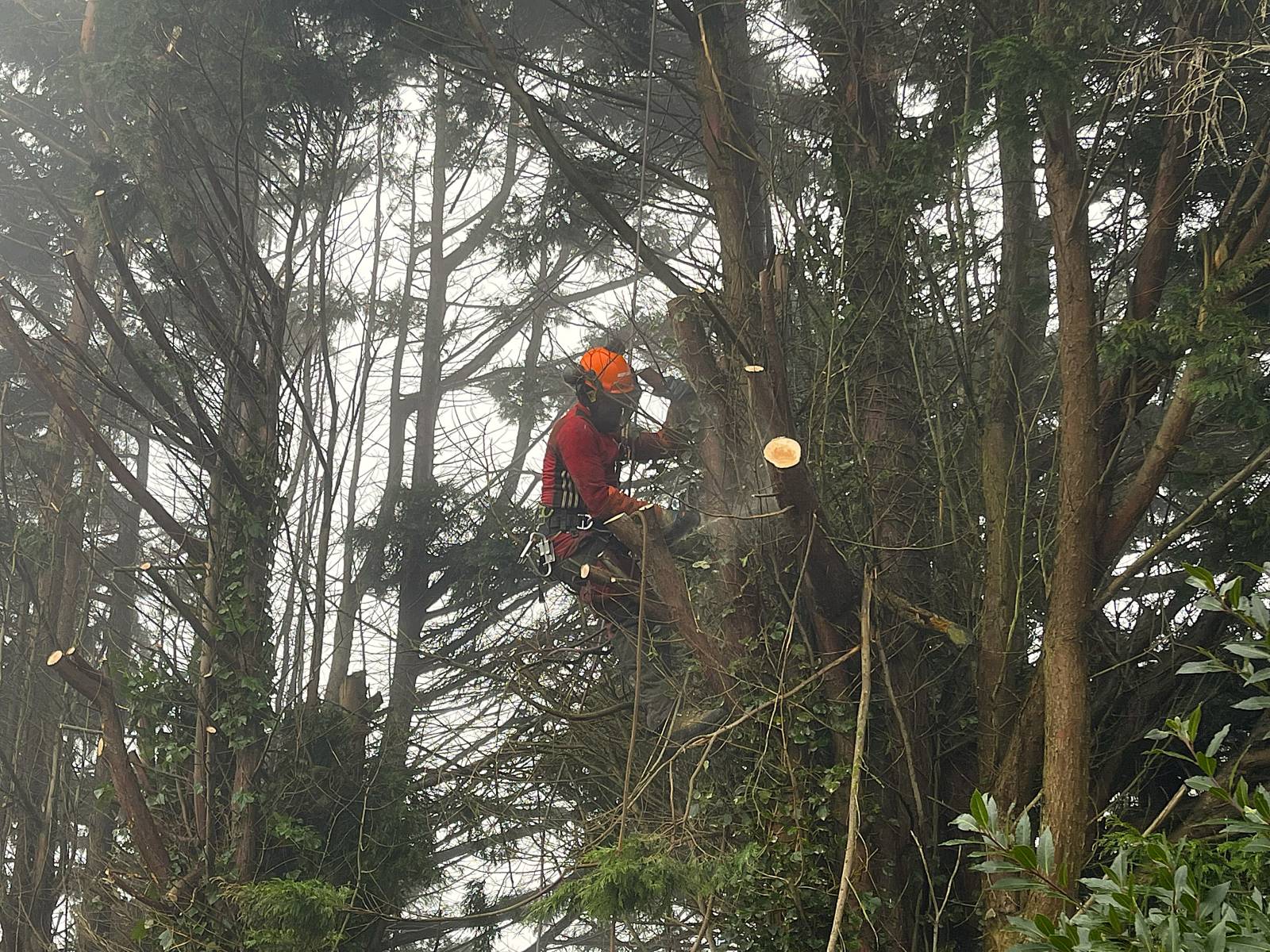 Abattage d'arbres dangereux au Havre