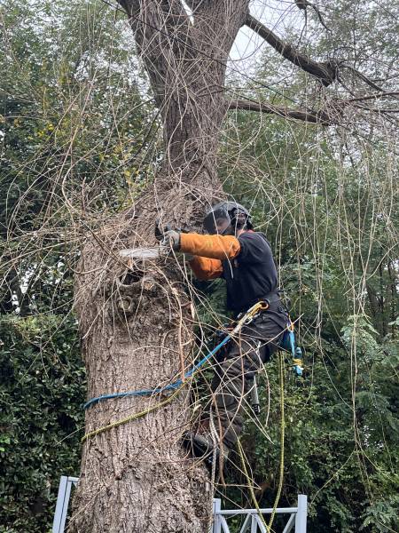 élagage d'arbres par un professionnel au Havre