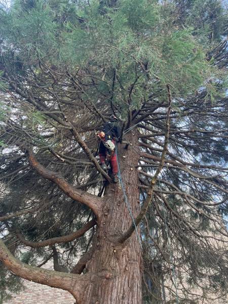 Diagnostic complet pour vos arbres au Havre